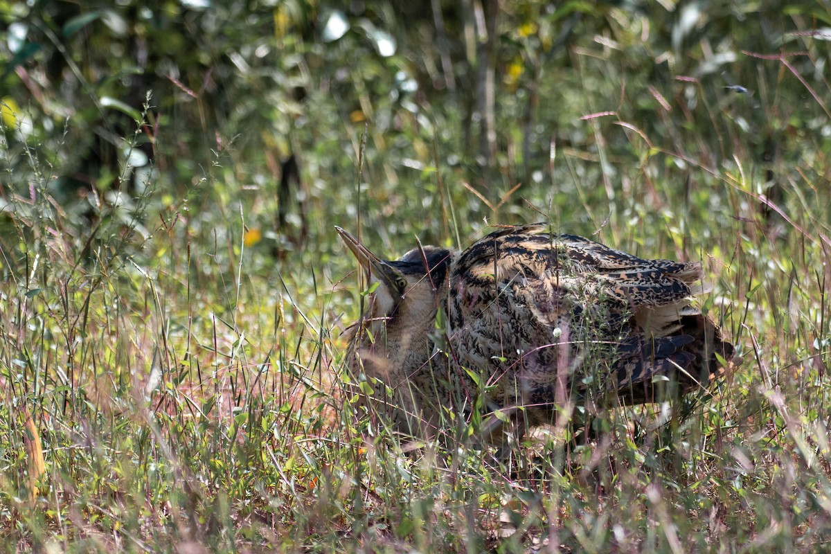 Eurasian Bittern - ML645275780