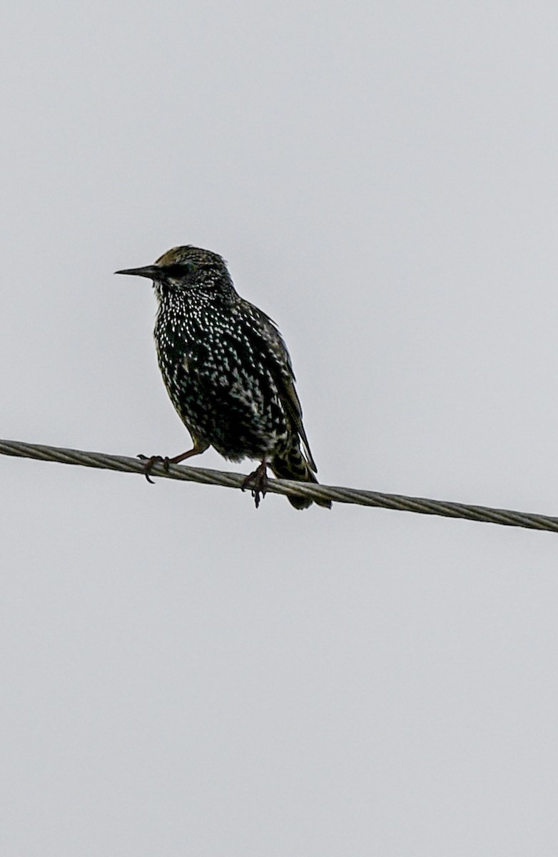 Шпак звичайний - ML645275783