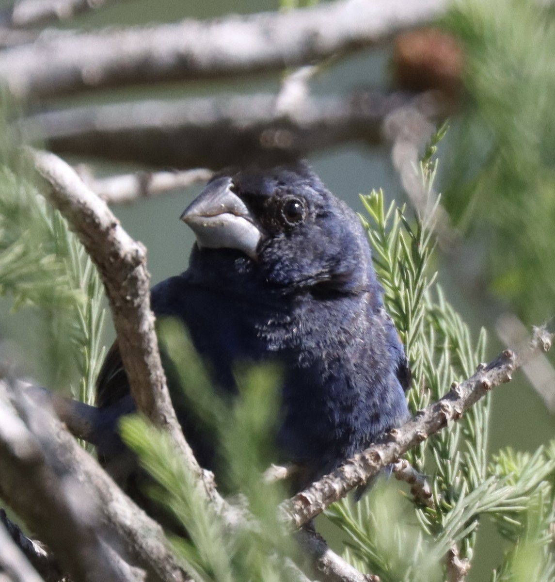 Guiraca bleu - ML645275784
