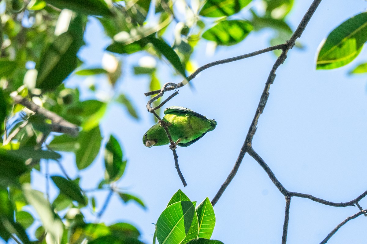 sinaloapapitt - ML645275785