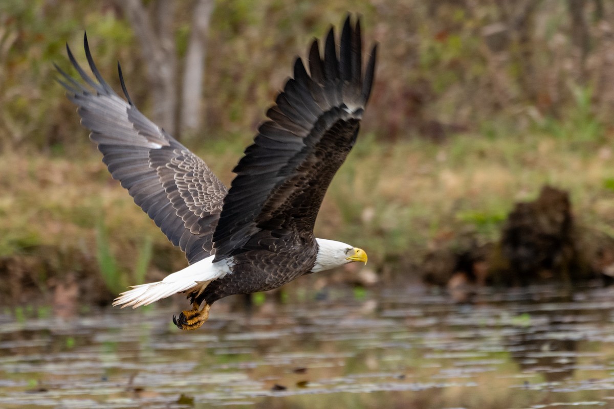 Bald Eagle - ML645275788