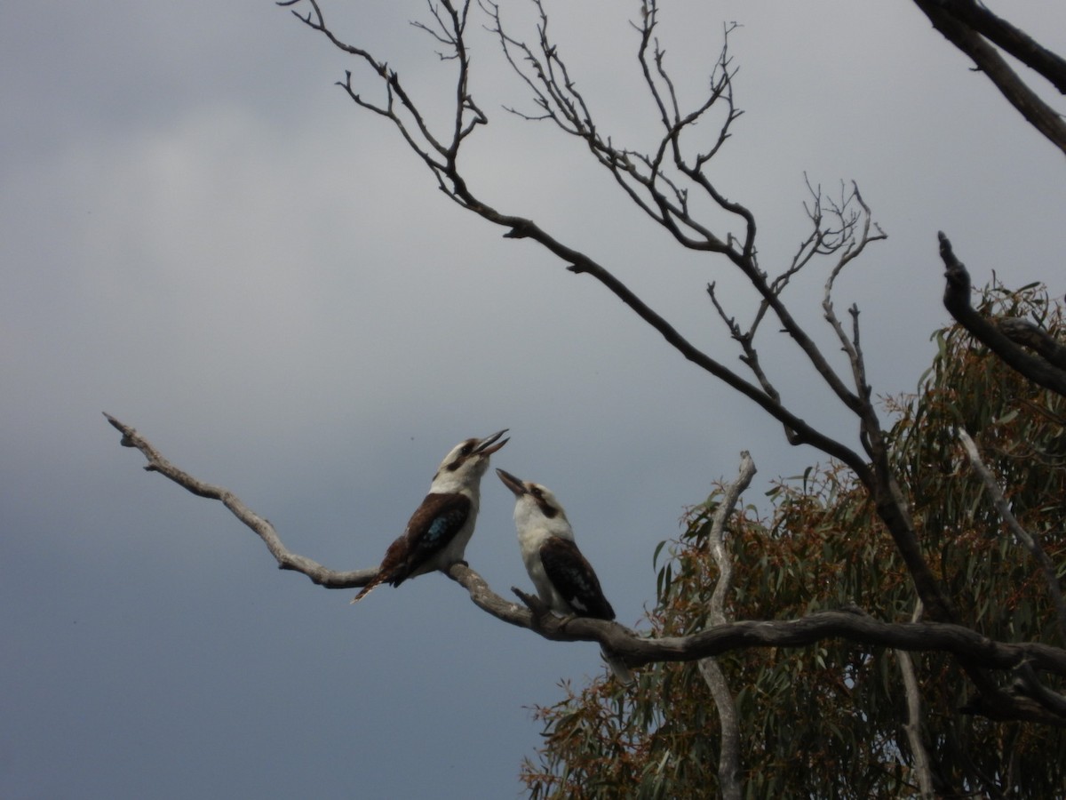 ledňák obrovský - ML645275791