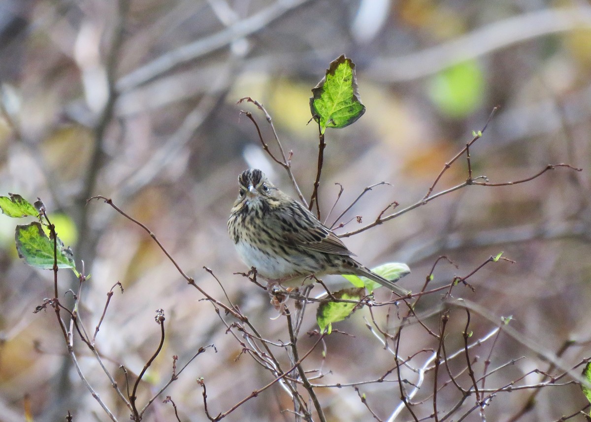 Lincoln's Sparrow - ML645275808