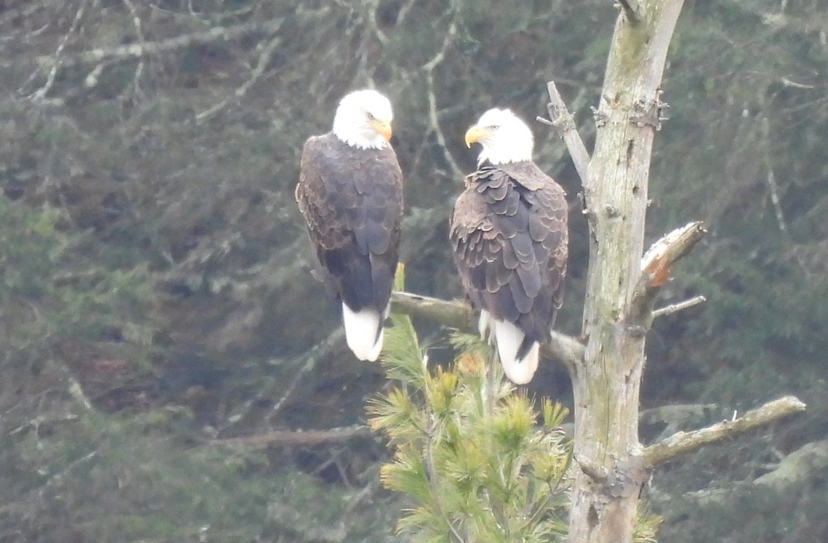 Bald Eagle - ML645275830