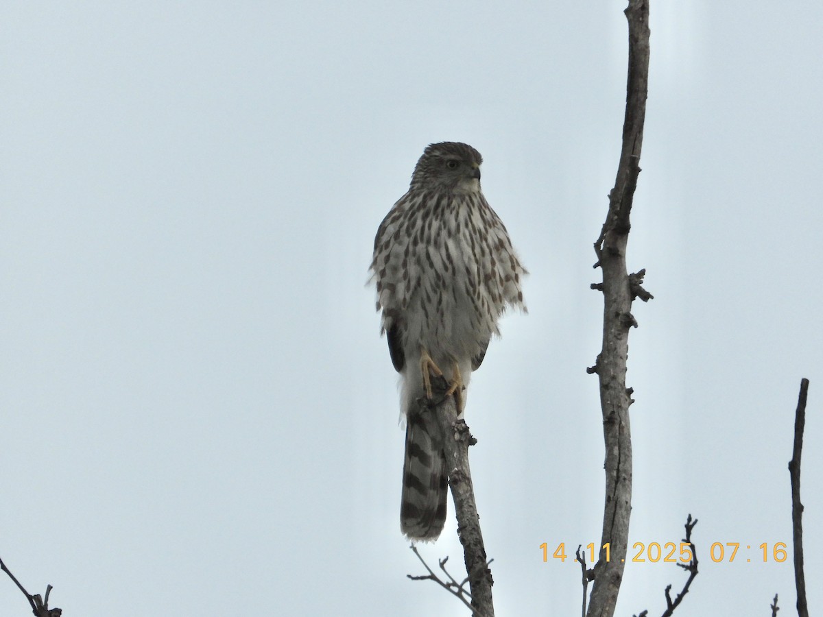 Cooper's Hawk - ML645275836