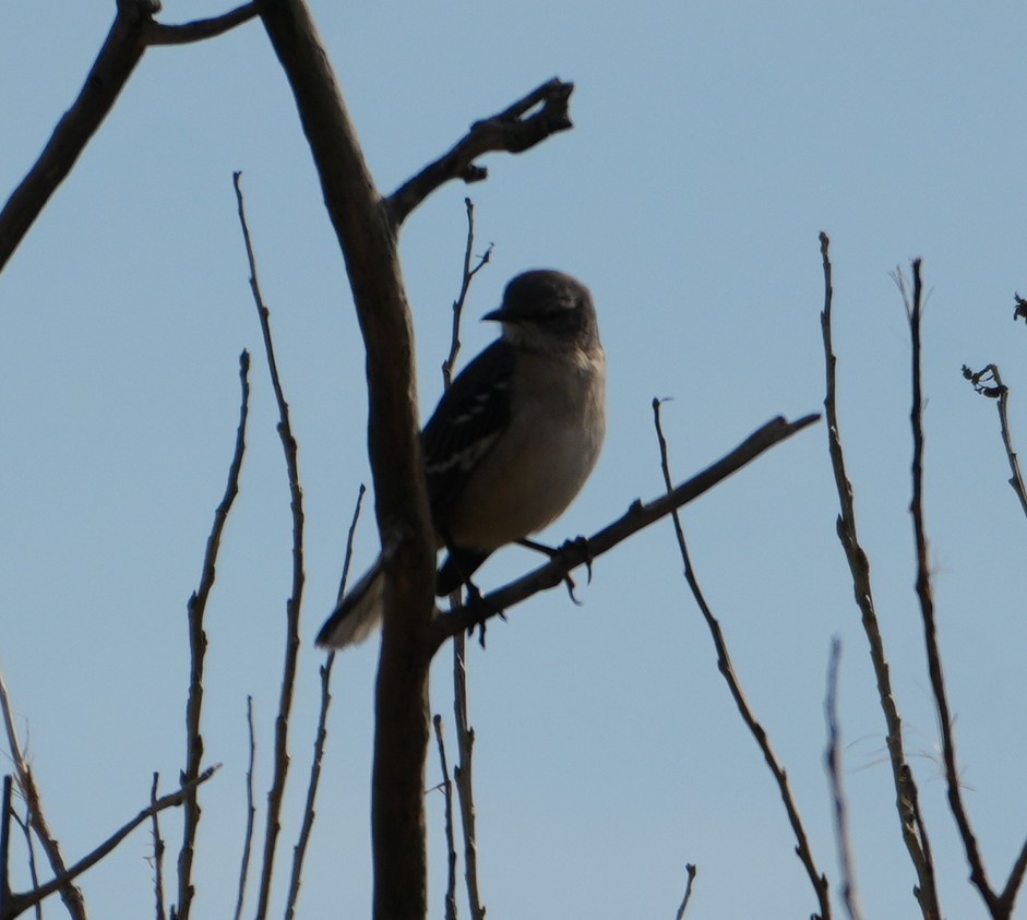 Northern Mockingbird - ML645275850