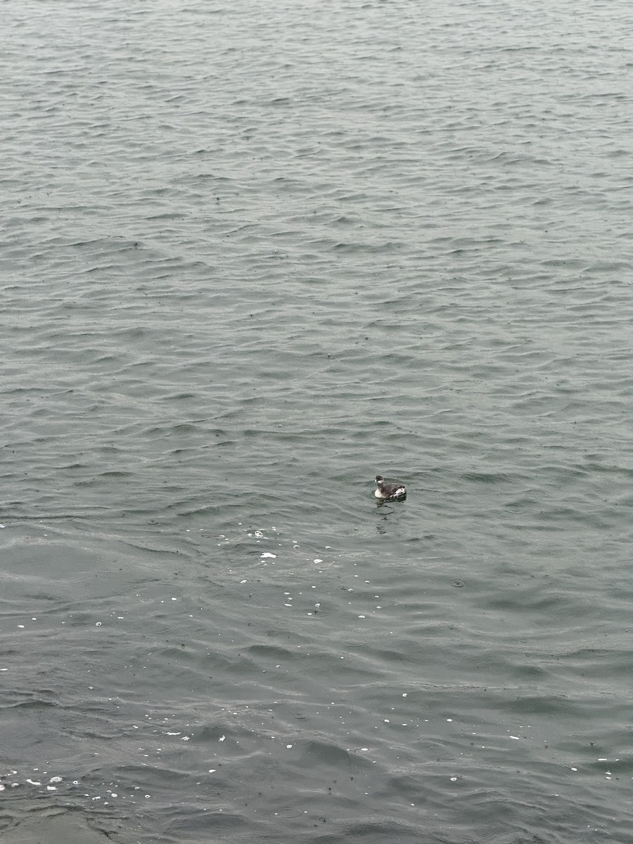 Grèbe à cou noir - ML645275855