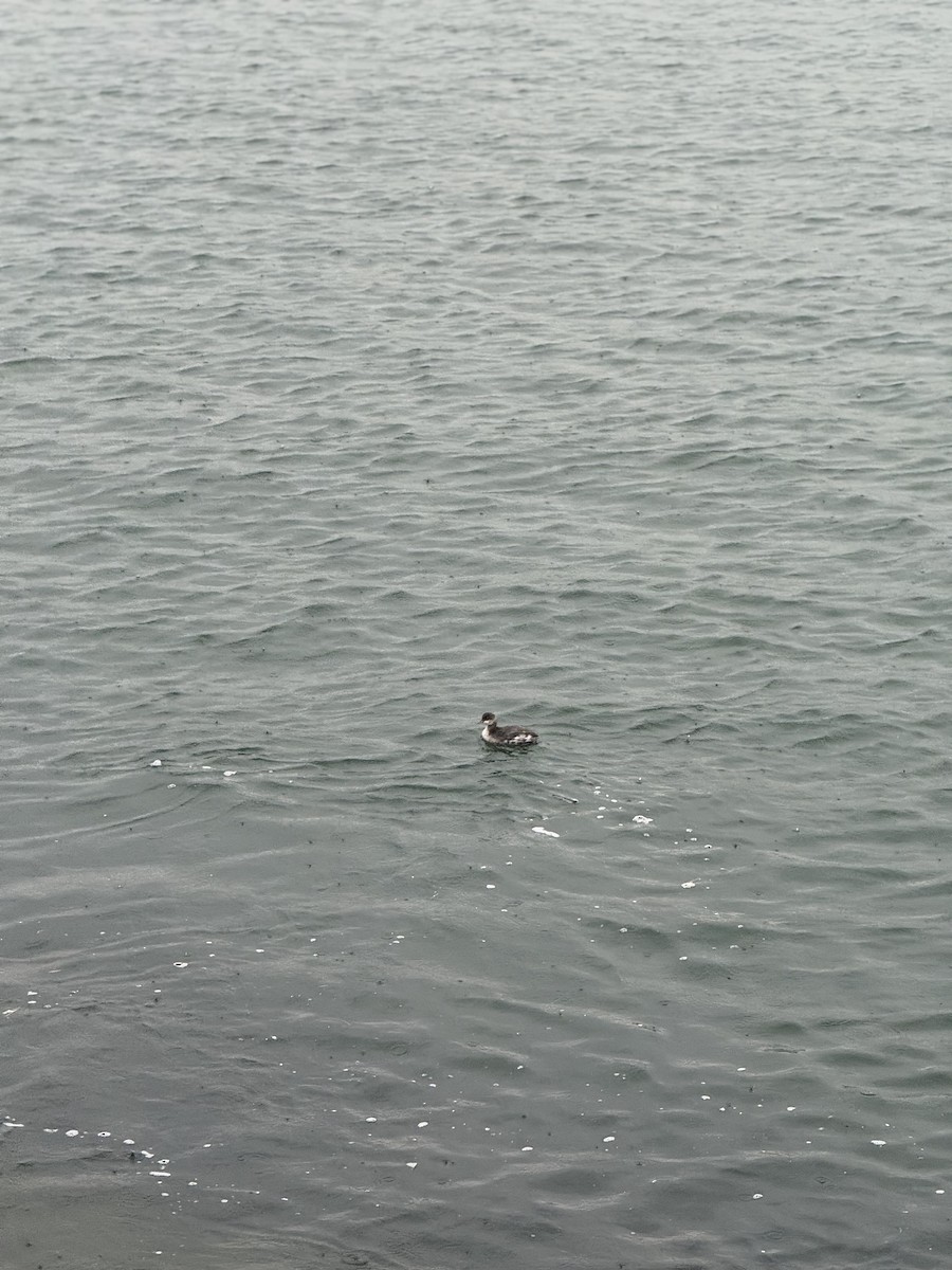 Grèbe à cou noir - ML645275856