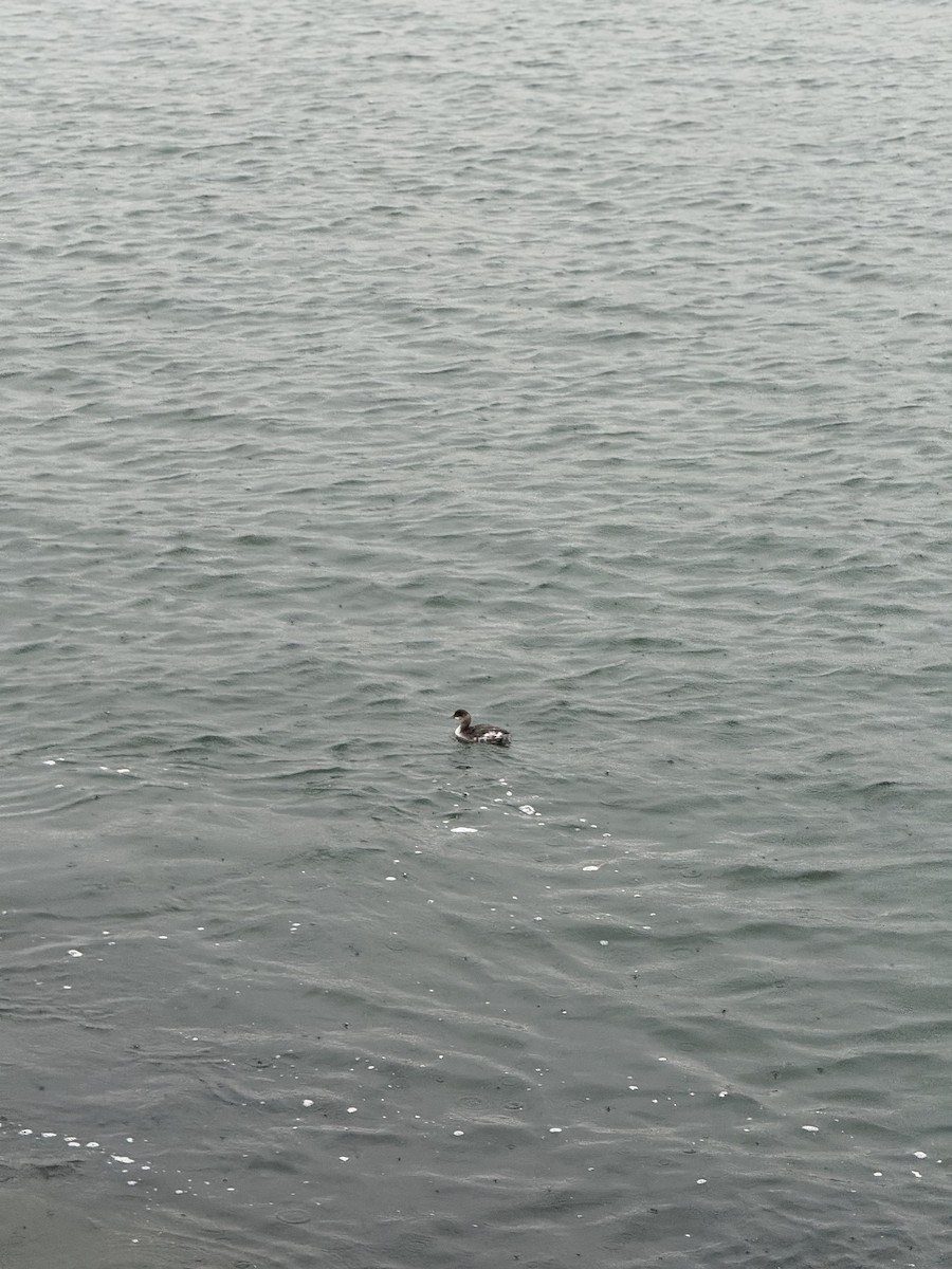 Grèbe à cou noir - ML645275857