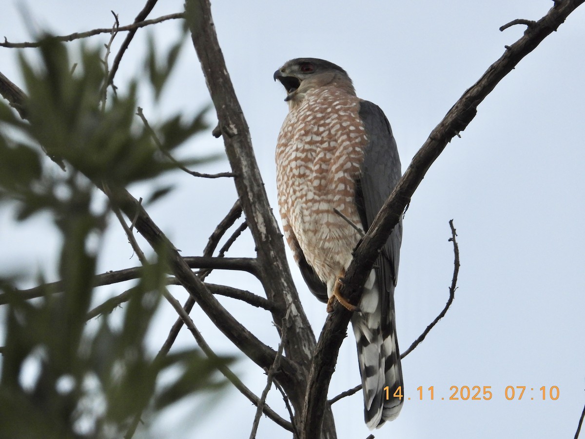 Cooper's Hawk - ML645275863
