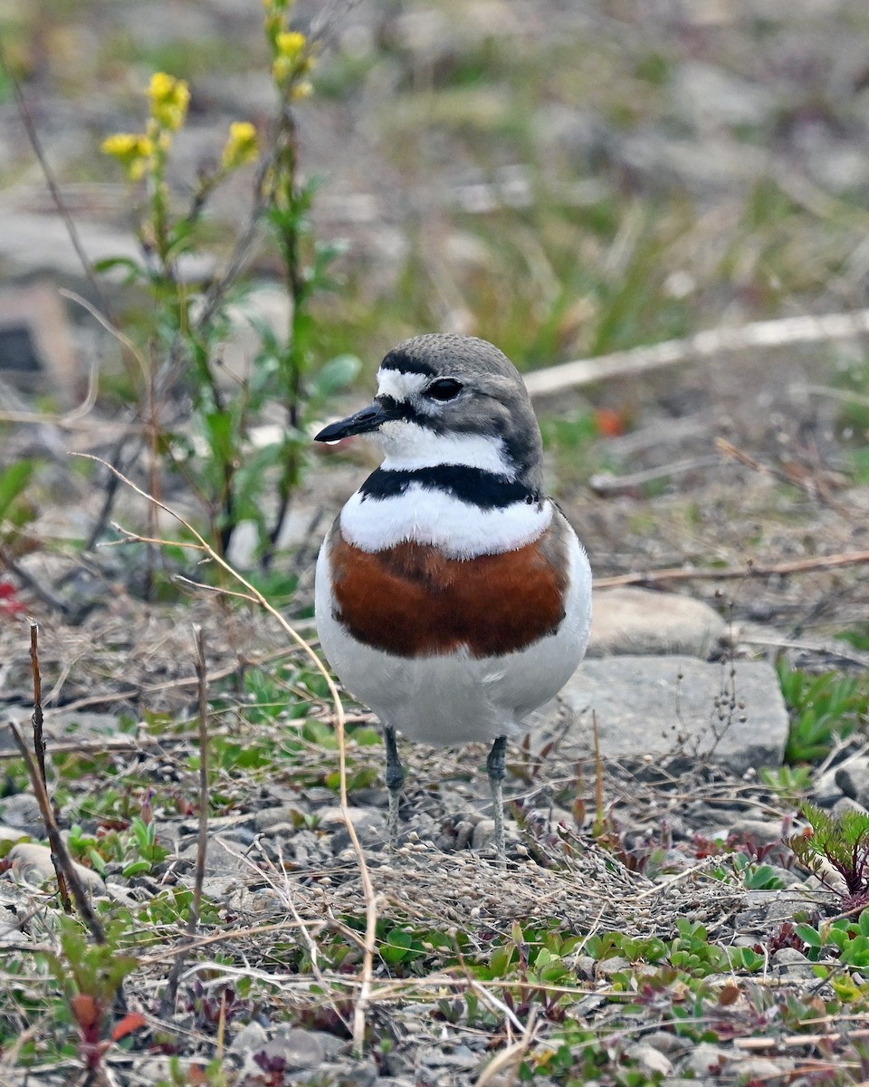 Double-banded Plover - ML645275872