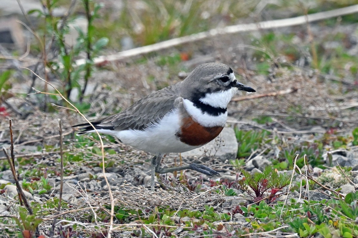 Double-banded Plover - ML645275873