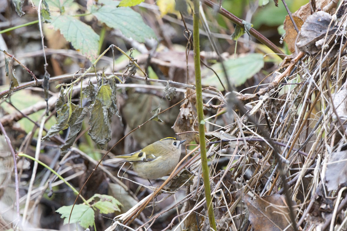 Goldcrest - ML645275877