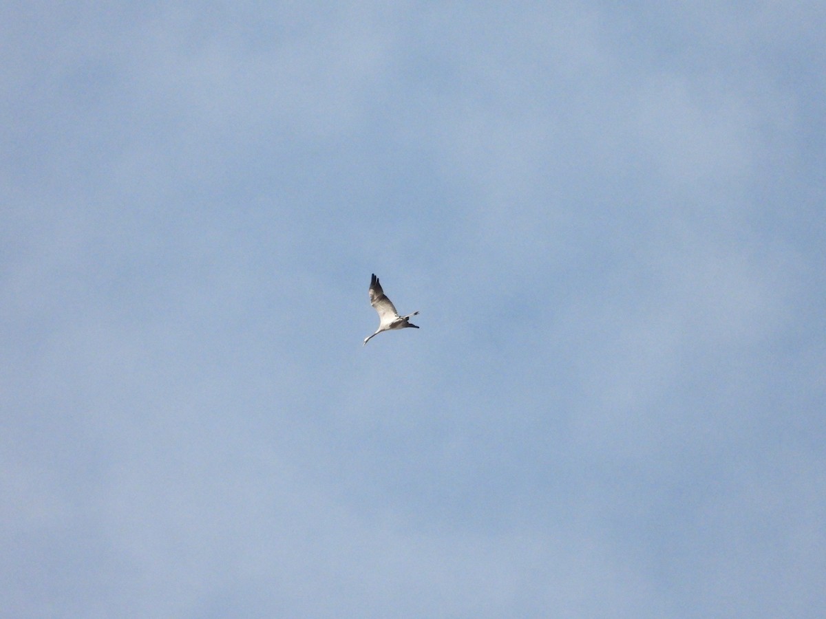 Common Crane - ML645275878