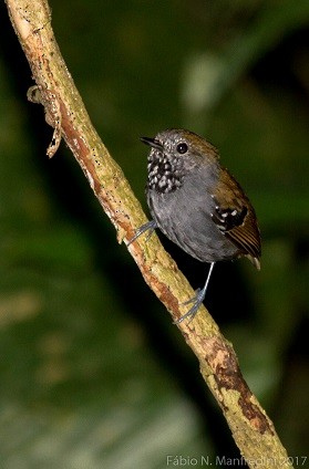 Star-throated Antwren - ML645275882