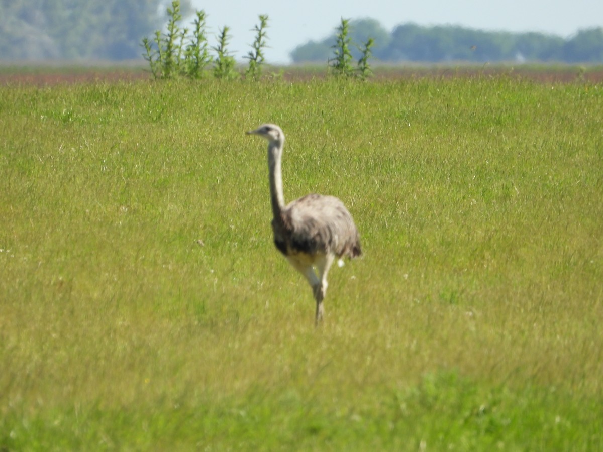 Ñandu nagusia - ML645275890