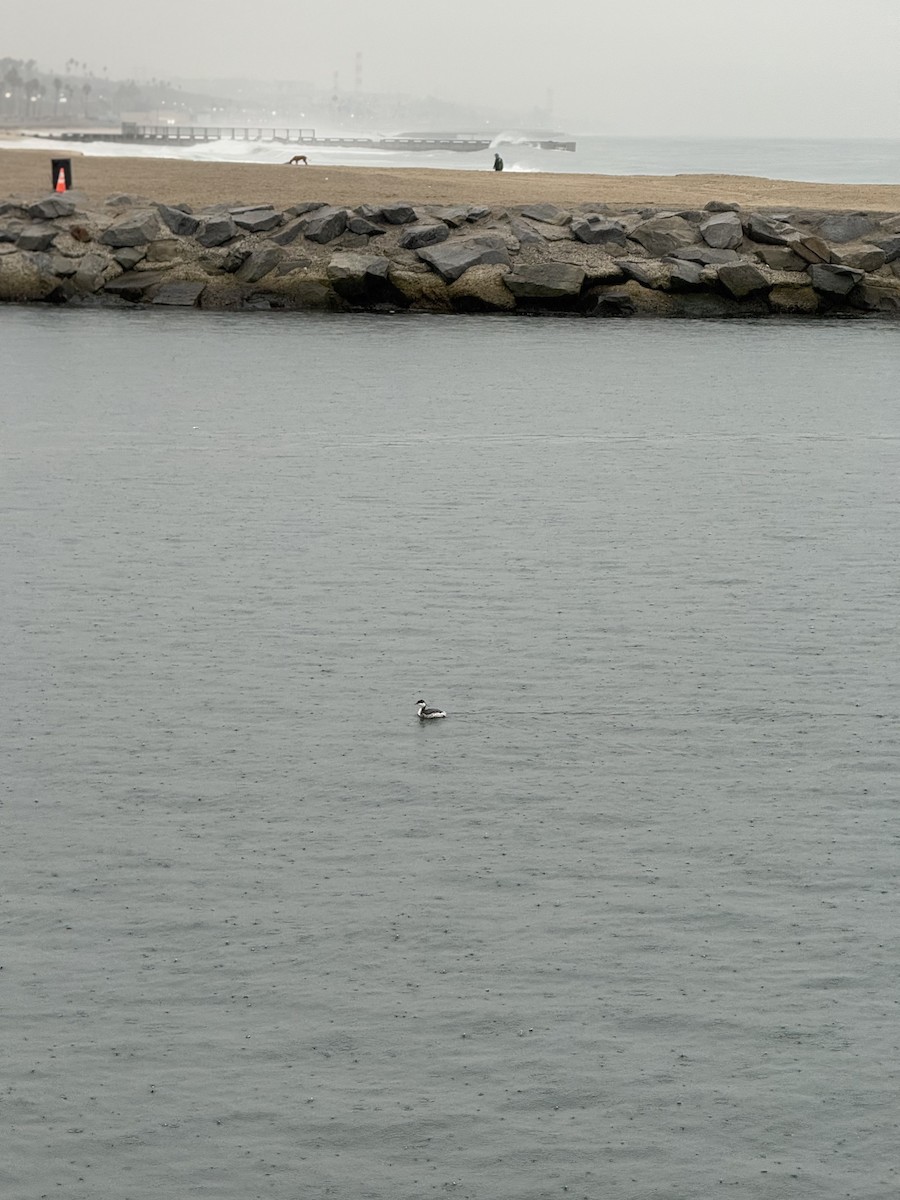 Horned Grebe - ML645275906