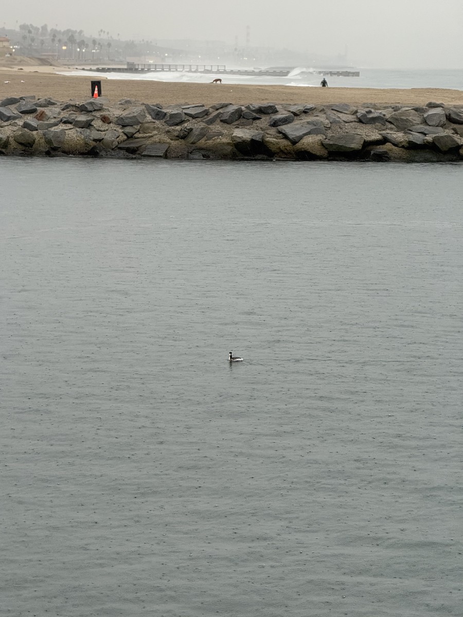 Horned Grebe - ML645275907