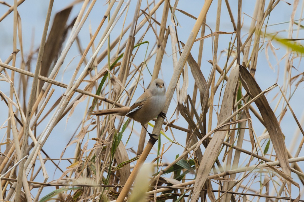 Bearded Reedling - ML645275911