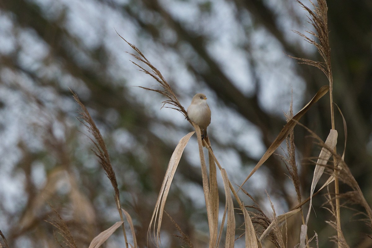 Bearded Reedling - ML645275912
