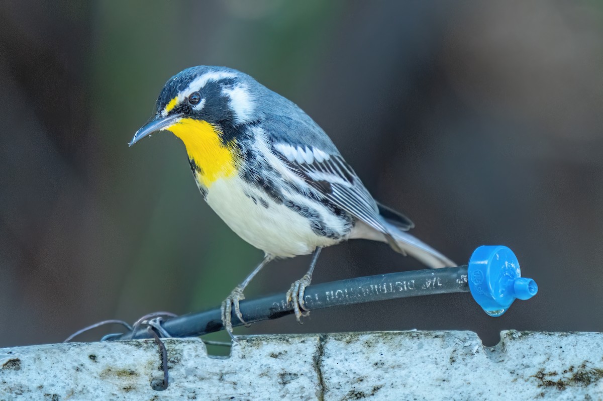 Goldkehl-Waldsänger (dominica/stoddardi) - ML645275920