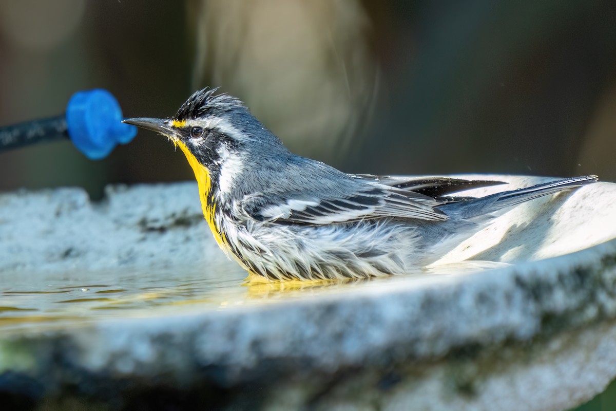 Goldkehl-Waldsänger (dominica/stoddardi) - ML645275924