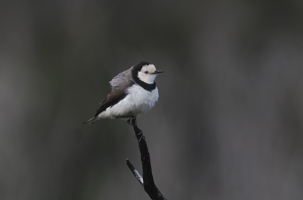 White-fronted Chat - ML645275933
