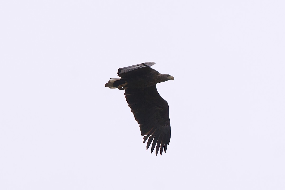 White-tailed Eagle - ML645275937