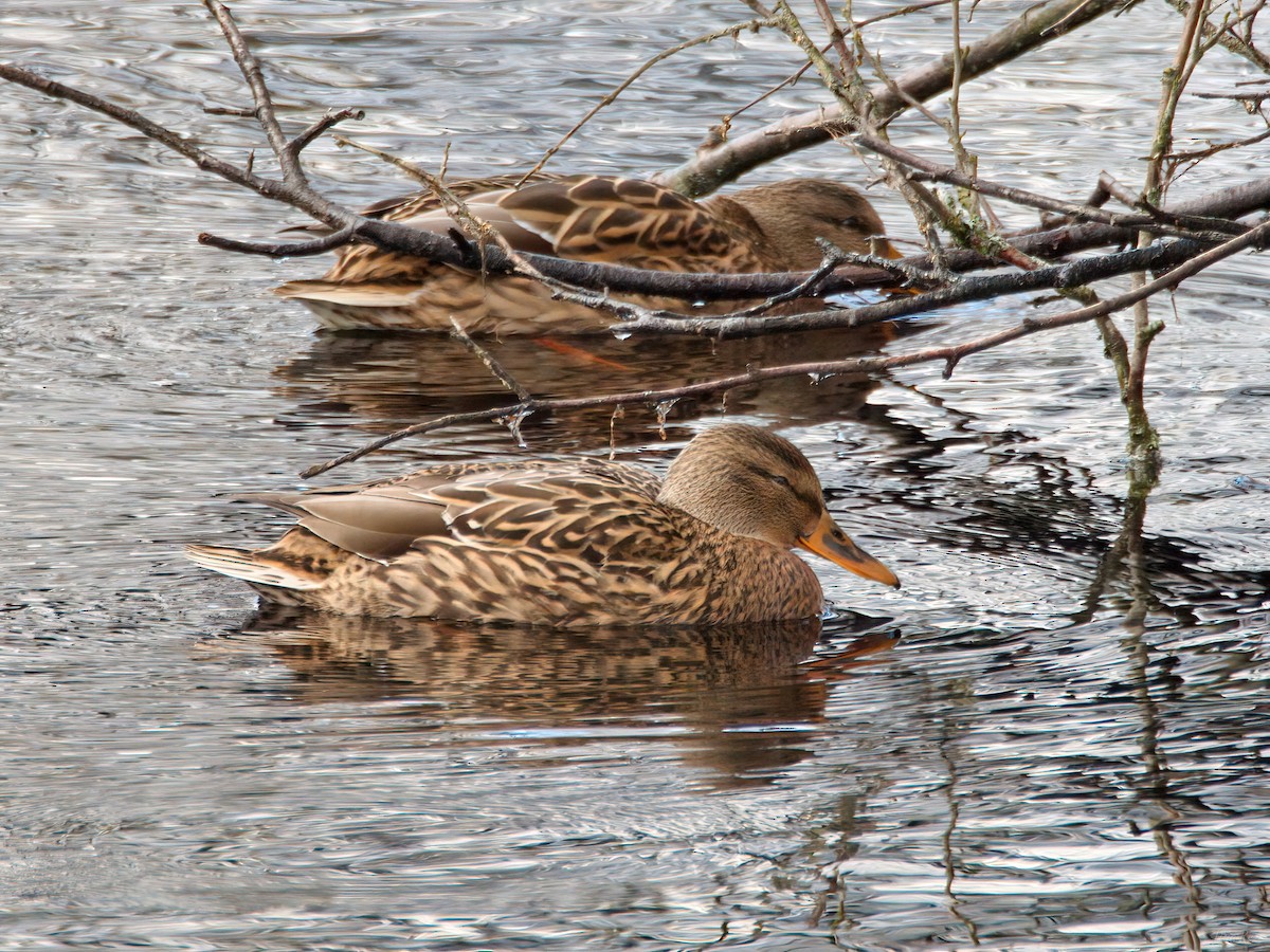 Mallard - ML645275938