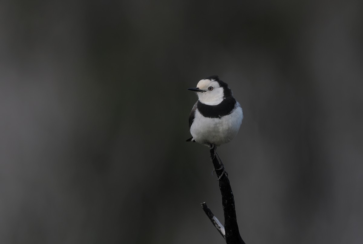 White-fronted Chat - ML645275939