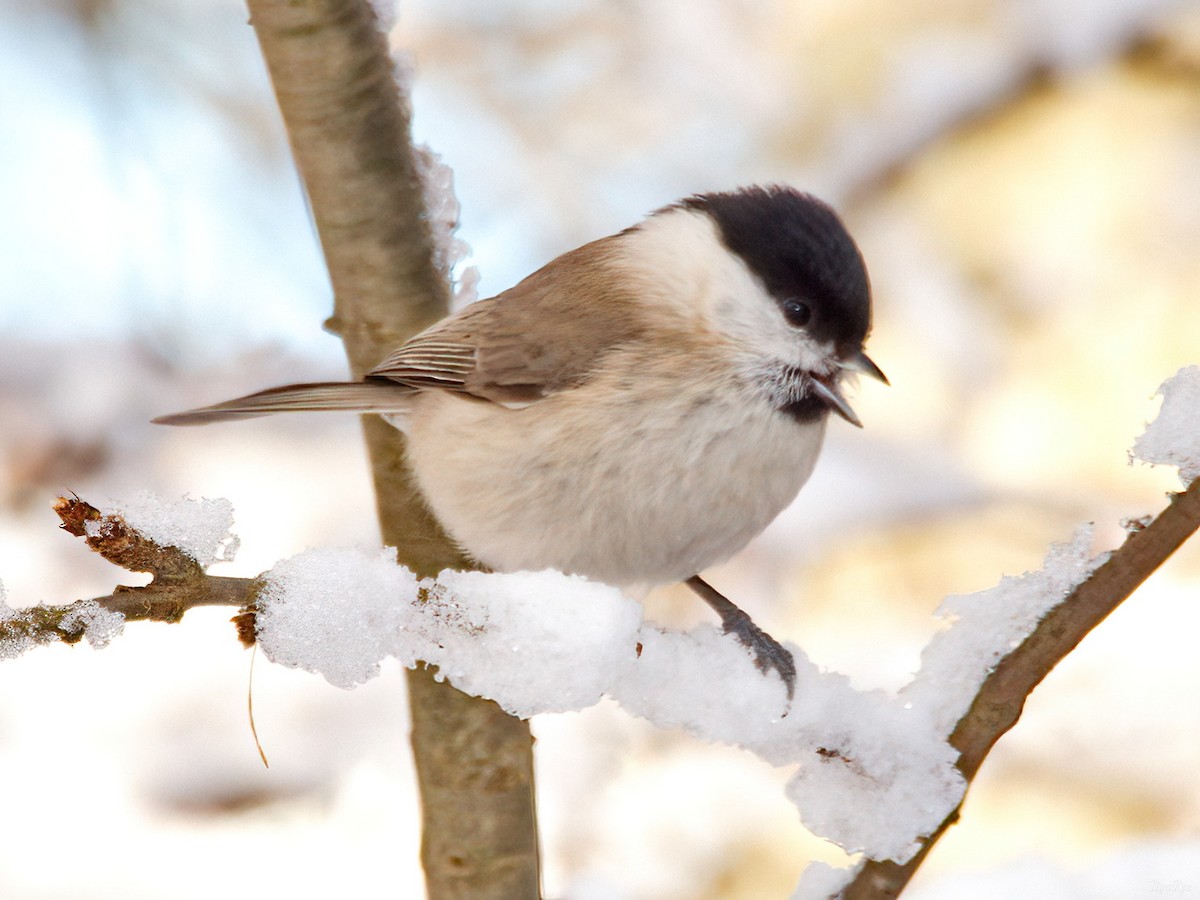 Marsh Tit - ML645275943