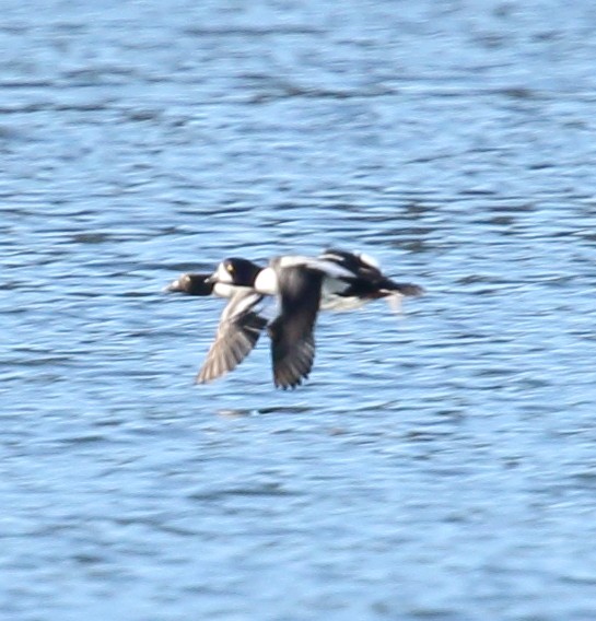 Barrow's Goldeneye - ML645275949