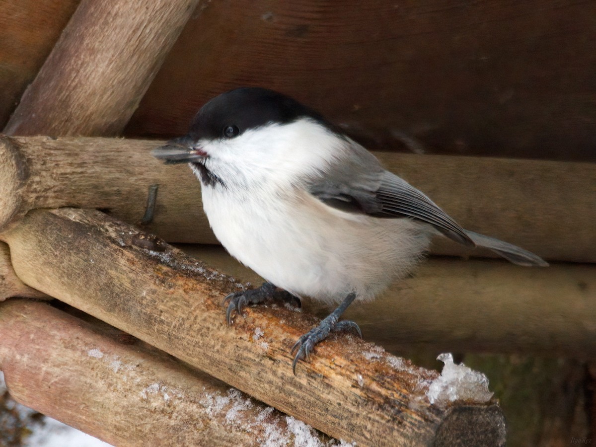 Пухляк - ML645275950