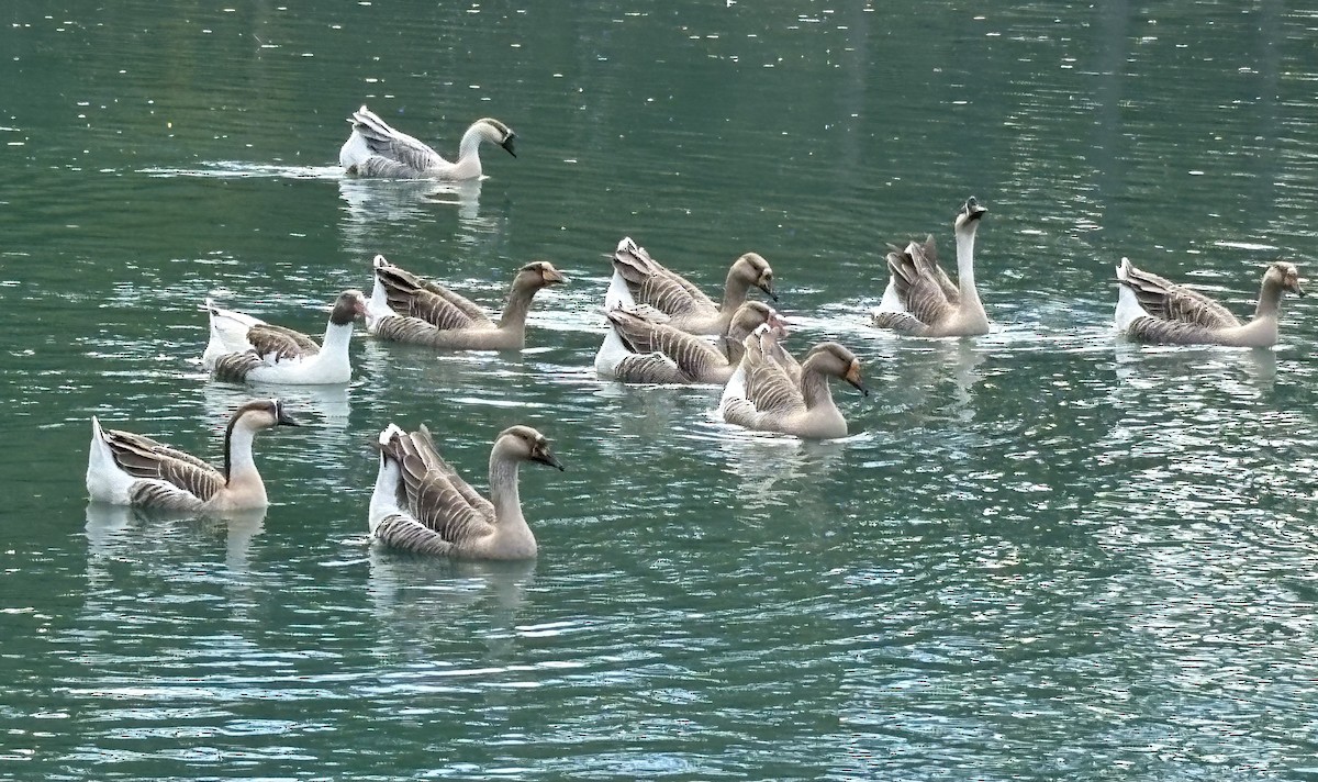 Graylag Goose (Domestic type) - ML645275953