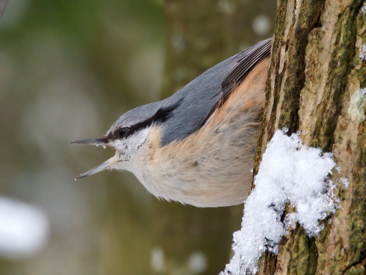 Garrapo eurasiarra - ML645275958