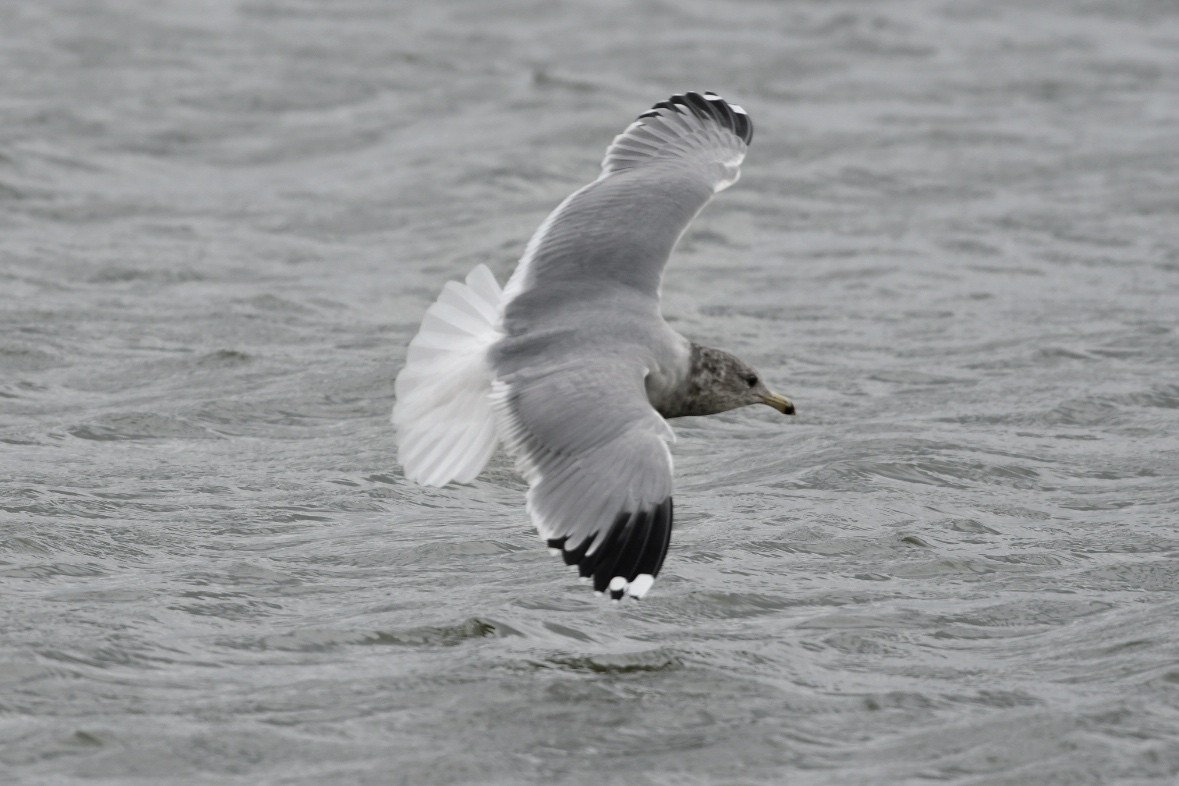 California Gull - ML645275959