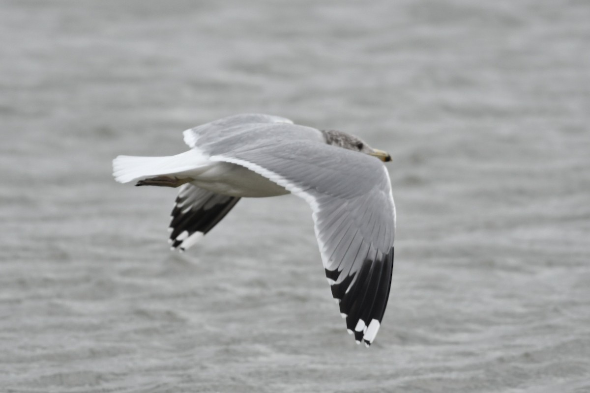 California Gull - ML645275960