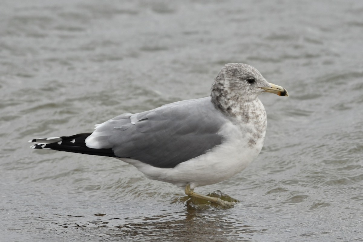 California Gull - ML645275961