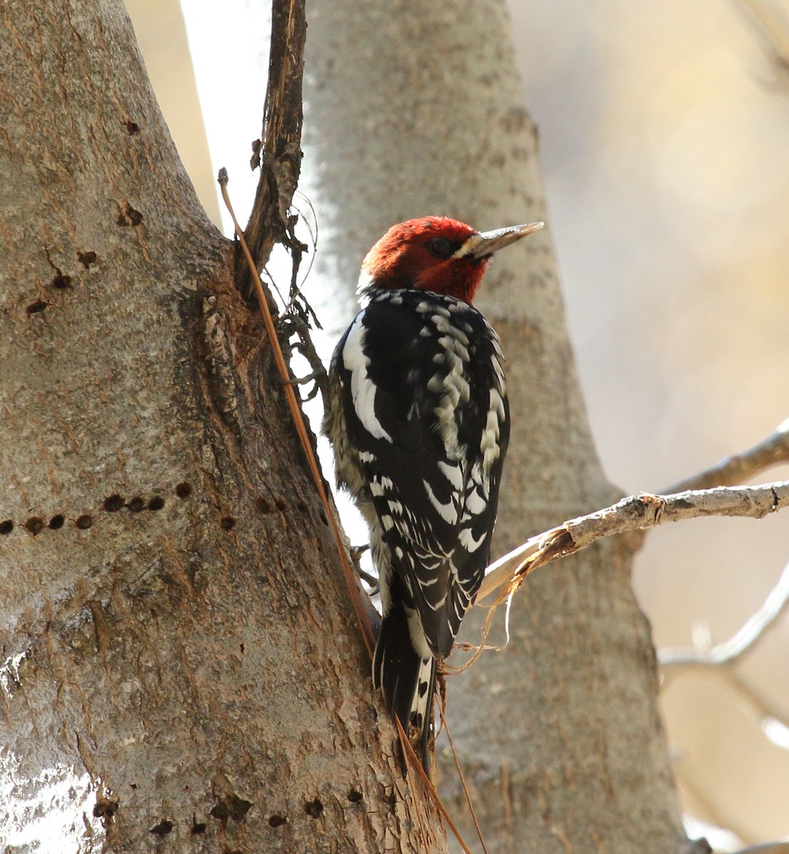 Red-breasted Sapsucker - ML645275963