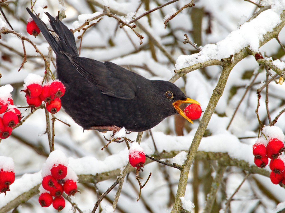 Eurasian Blackbird - ML645275966