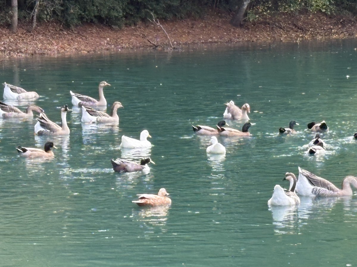 Graylag Goose (Domestic type) - ML645275983