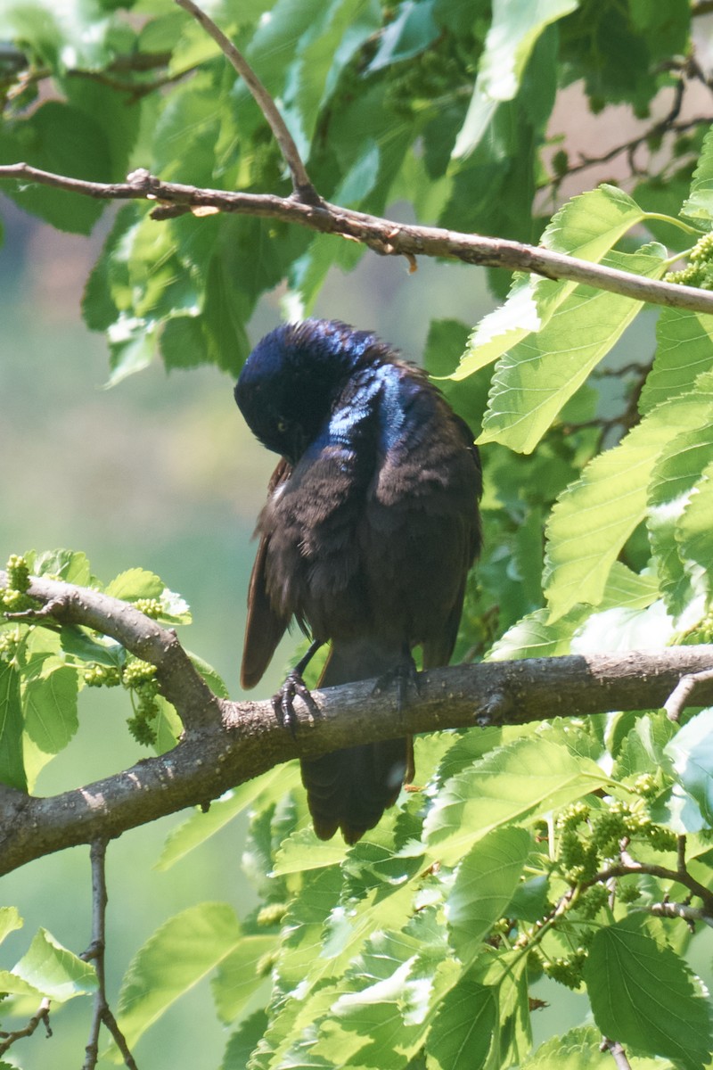 Common Grackle - ML645275987