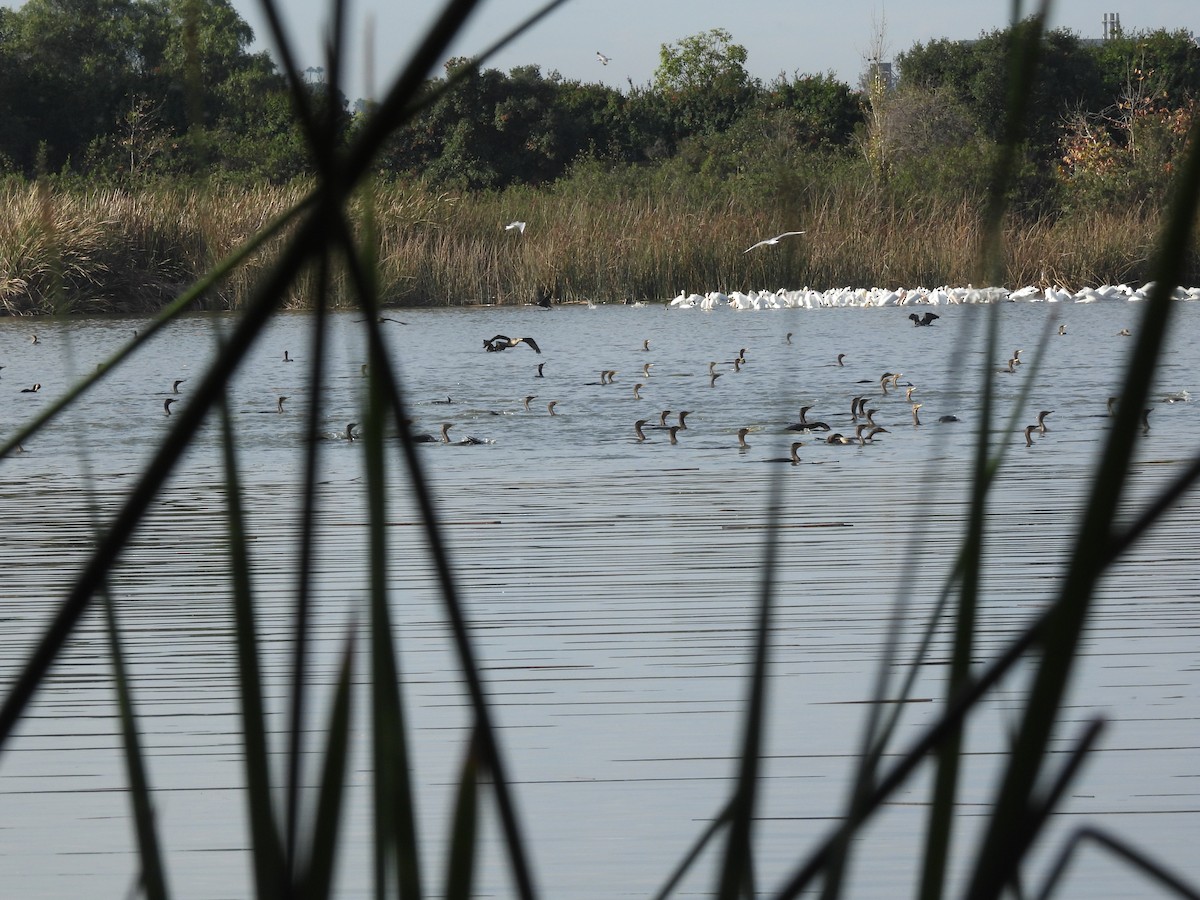 Double-crested Cormorant - ML645275995