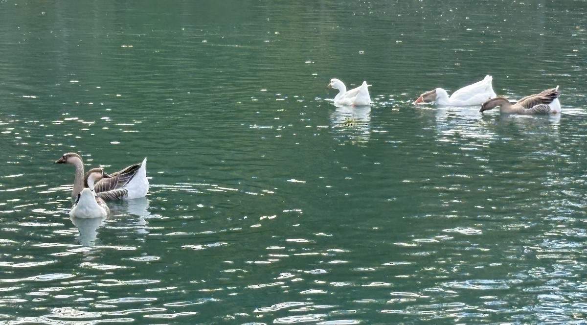 Graylag Goose (Domestic type) - ML645275996