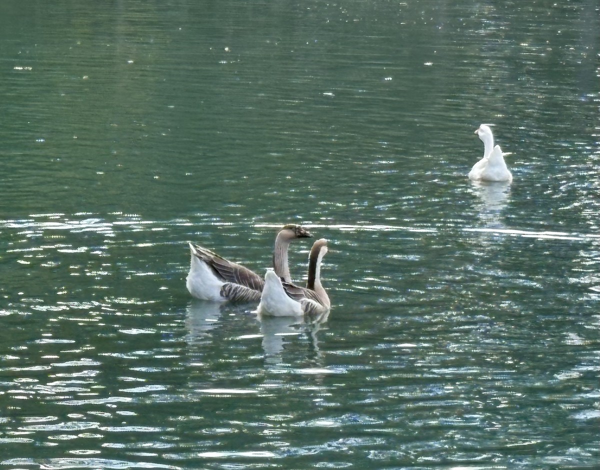 Graylag Goose (Domestic type) - ML645275998