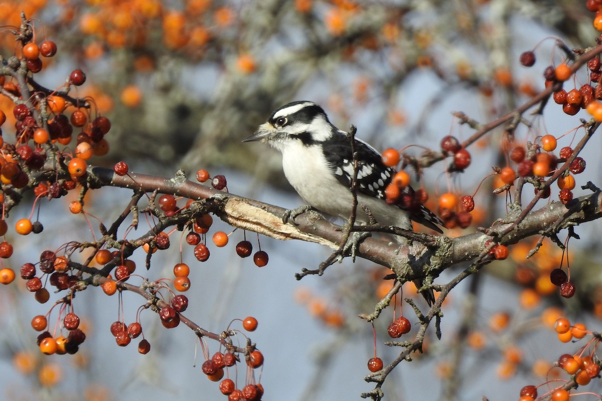 Downy Woodpecker - ML645276009