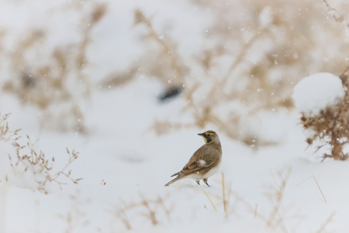 Horned Lark - ML645276010
