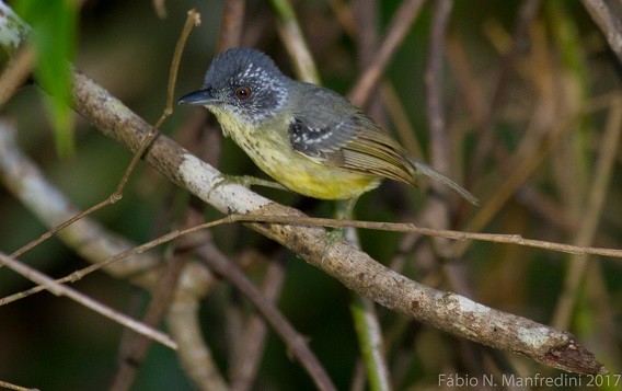 Spot-breasted Antvireo - ML645276012