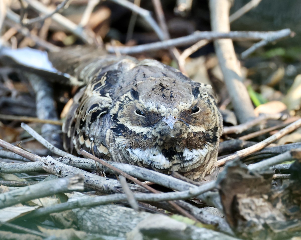 Common Pauraque - ML645276015