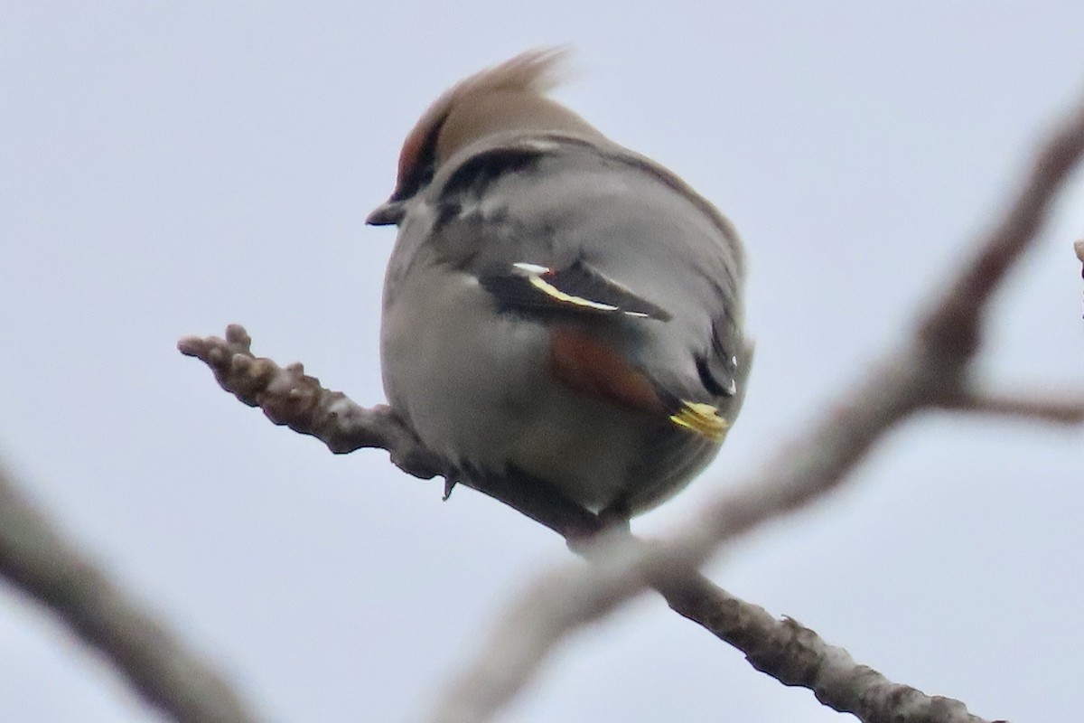 黃連雀 - ML645276022